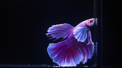 Siamese betta fish is the national fish of Thailand, its distinguishing feature is its beautiful and graceful tail. is a great fighter