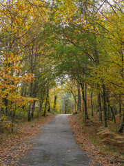 Fototapeta na wymiar Road surrounded by forest trees with yellow and orange leves, during autumn fall in arouca, portugal