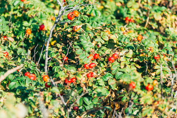 rosehip bushes on Amaland, Wadden Island in the North Sea 
