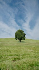 the tree on the ground