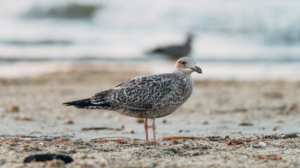 seagull on the beach in the surf during the sunset 