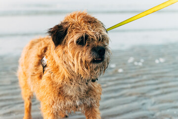 little cute dog on a leash at the beach, Border Terrier 