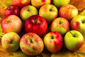 Colorful apples on maple leaves full frame background texture. Autumn concept. Close up. Selective soft focus. Shallow depth of field. Text copy space.