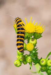 Cinnabar moth caterpillar on rag wort