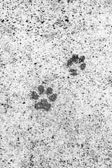 Dog footsteps on gray concrete block