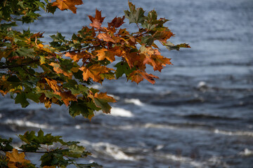 Green and orange autumn maple leaves on dark blue water background