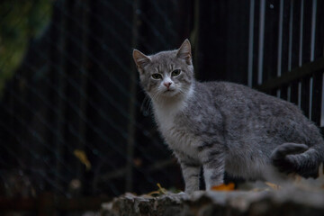 portrait of a gray cat in front of a metal fence
