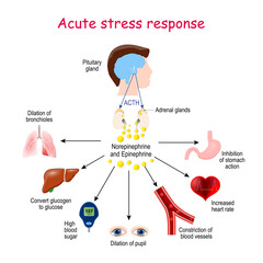 Acute stress response. Reaction of endocrine system © designua