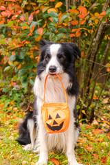 Trick or Treat concept. Funny puppy dog border collie holding pumpkin basket in mouth sitting on fall colorful foliage background in park outdoor. Preparation for Halloween party.
