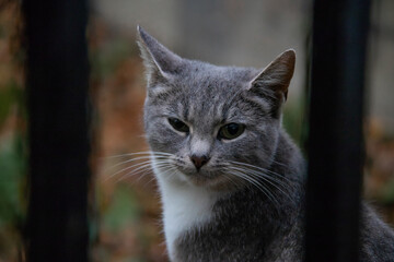 Naklejka na ściany i meble portrait of a gray cat behind a metal fence