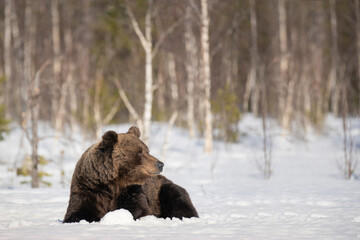Big male brown bear is lying down in the snow in winter forest in Finland near Russian border