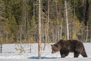 Obraz na płótnie Canvas Big male brown bear is walking on a snowy bog in Finland near Russian border