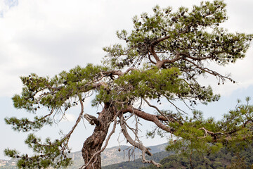 Cedar tree on the background of mountains. Evergreen on a mountain top, beautiful view
