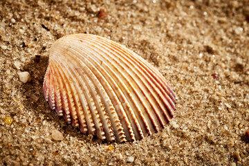 Concha de molusco isolada num fundo de areia