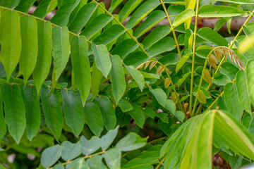 Fototapeta na wymiar Bilimbi plant shoots with brown leaf shoots and dark green leaves have a unique pattern