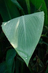 Selective focus on CANNA LILY OR CANNA MISS OKLAHOMA LEAf in the park in morning sunshine. Water drops on leaf.