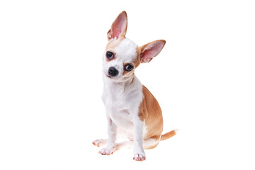 Beautiful and cute white and brown mexican chihuahua dog over isolated background. Studio shoot of purebreed miniature chihuahua puppy.