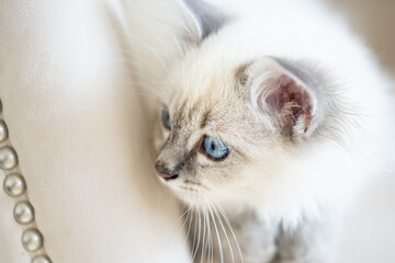 Fototapeta premium Birman-Siberian mix kitten alert and looking to its right
