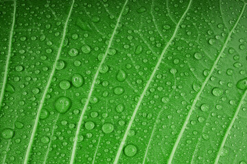 Nature Concept. Closeup of Green Leaf with many Droplet. Freshness by Water Drops. Environmental Care and Sustainable Resources. Natural Green Surface Texture Background