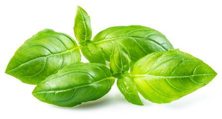 Macro shot of fresh green basil leaves isolated on white background.