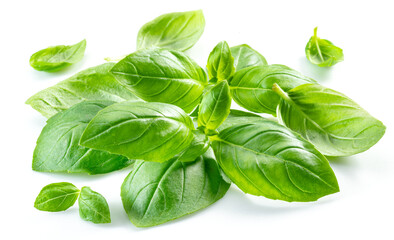 Macro shot of fresh green basil leaves isolated on white background.