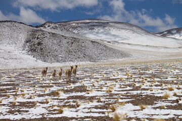 incredible volcanic and desert landscape of the Argentine Puna