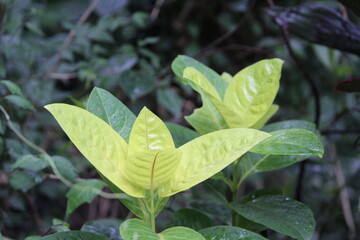 leaves in the garden