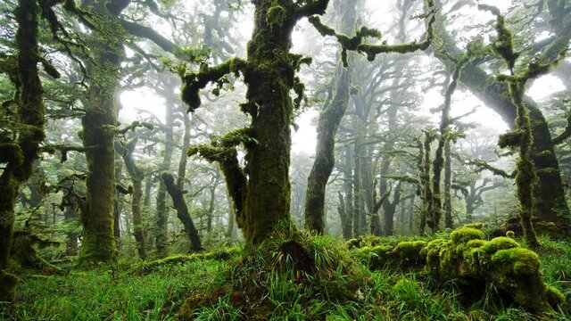 primal earth images mossy forest misty scene 