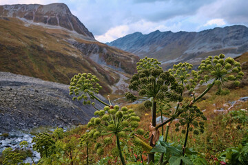 Beautiful nature of the Altai mountains