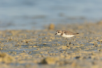 Kentish Plover on the shore