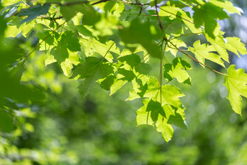 Fototapeta na wymiar Sycamore (Acer pseudoplatanus) branches with young leaves in sunlight. Sycamore maple, Acer pseudoplatanus fres looking green leaves against bright sunlight in springtime. 
