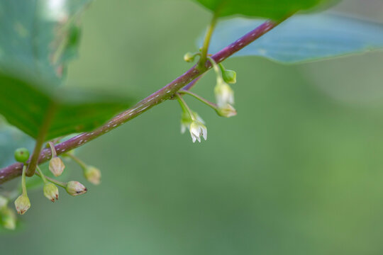 Frangula alnus (alder buckthorn, glossy buckthorn, breaking uckthorn) is a shrub in the family Rhamnaceae. Branch of Frangula alnus (alder buckthorn) at the time of flowering.