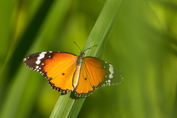 Plain Tiger or Danaus Chrysippus Butterfly. Plain Tiger butterflies are common in African, Middle East and Indian subcontinent. These insects have vibrant orange color with black and white edges