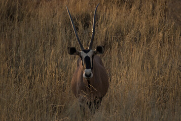 Beautifully lit gemsbok in grass