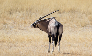 Buck scratches himself with horn