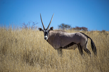 antelope in the savannah