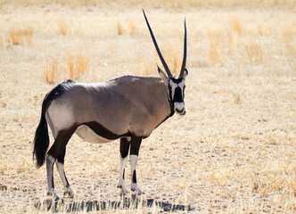 Gemsbok chews grass