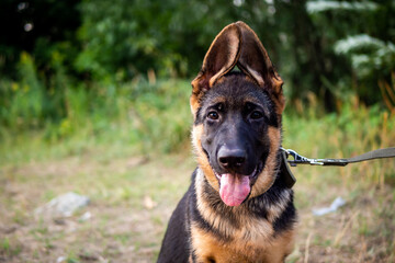 Portrait of a German Shepherd puppy.