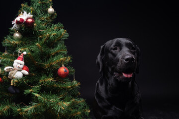 Portrait of a Labrador Retriever dog near the new year's green tree.