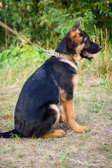 Portrait of a German Shepherd puppy.