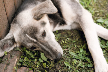 tired mix breed dog lying on a grass in a backyard and resting with eyes half closed. cute grey and white dog , domestic animals concept