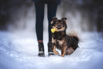 A cute mixed breed dog in a yellow bow sitting at the girl's feet on a snow-covered path against the backdrop of a winter fairy forest. Looking into the camera