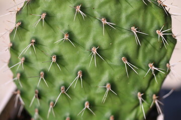 Opuntia erinacea var. utahensis OPUNCJA CIERNISTA RÓŻOWA