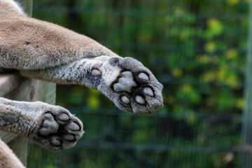 The detail of the paw of a cougar