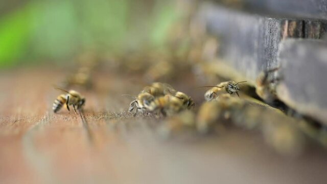Abejas trabajando cerca de su colmena: Bees working around beehive. 