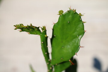 Opuncja brazylijska Brasiliopuntia brasiliensis 