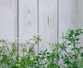Background from wooden white painted boards and live green grass with white flowers. Live plants on a background of white wooden boards. Template, blank, texture. Place for text.