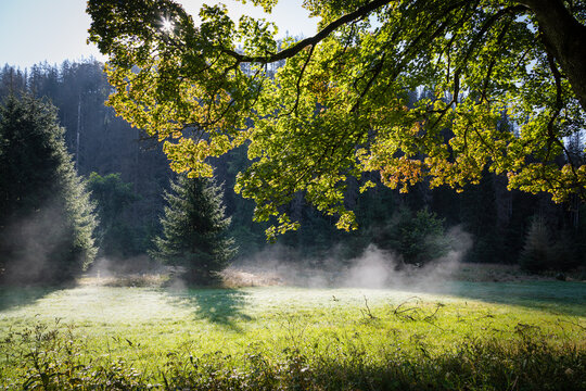Herbstliche Landschaft im Fr&uuml;hnebel, der Harz am Morgen bei aufsteigenden Nebelschwaden