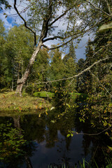 reflection in the water