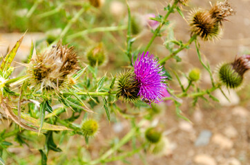 thistle flower close-up